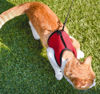 Imagen de Arnés para Roedores, Conejos y Gatos talle L
