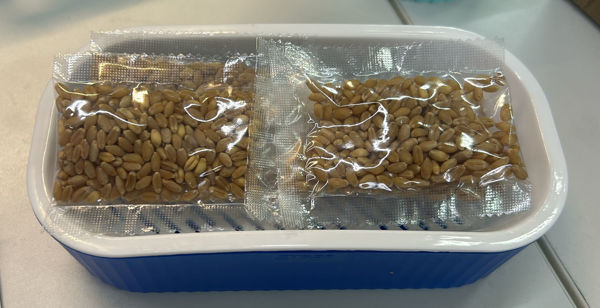 Imagen de GERMINADOR CON SEMILLAS